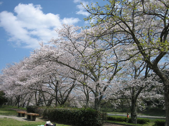 昨日は五十鈴川、今日は宮リバー公園で花見です♪天気も良く、暖かくて桜も満開・・・！！！幸せな一日でした♪♪