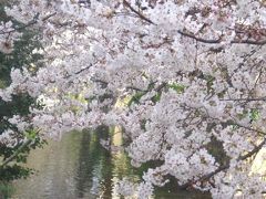 風流目指したハズ？の桜