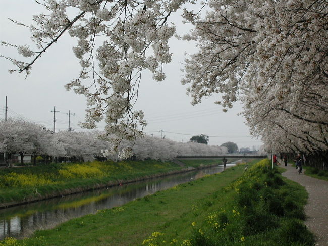 久喜市の桜の見どころを訪ねました。<br />この週末が満開のソメイヨシノとしだれさくらを・・・。<br />そして、団地内の「童謡の小道」を散策しました。