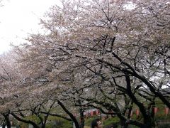 国立科学博物館花展とついでに上野公園桜とｱﾒ横