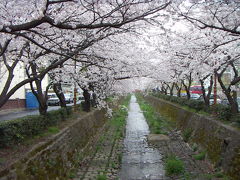 釜山・鎮海で桜三昧