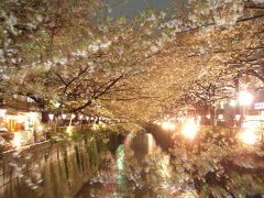 東京　目黒川の夜桜