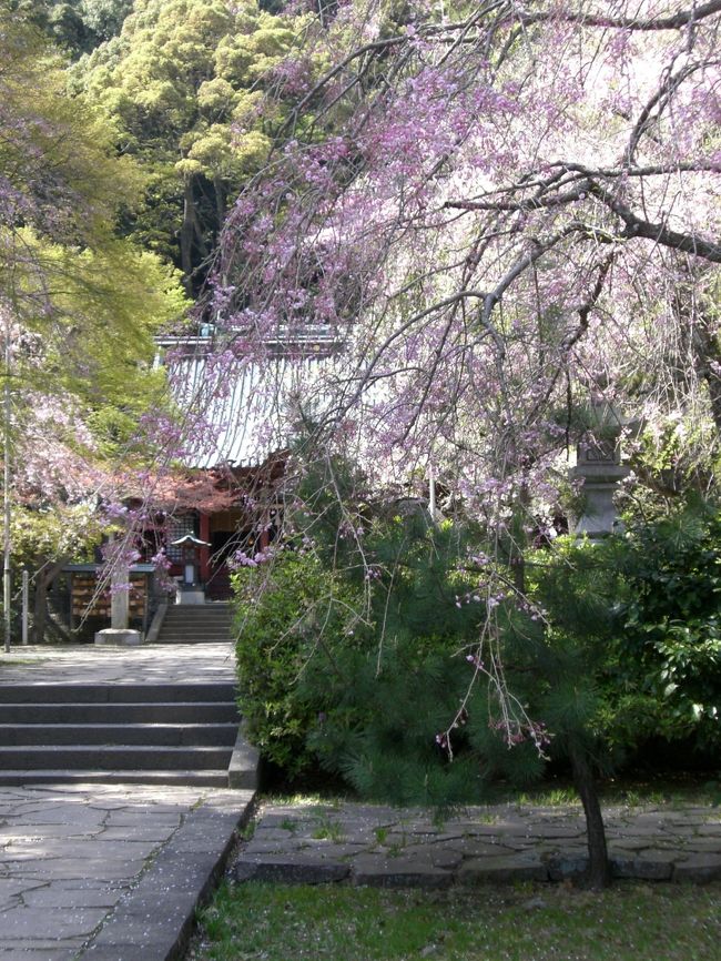 縁結びの神社･伊豆山神社の境内･枝垂れ桜が満開です