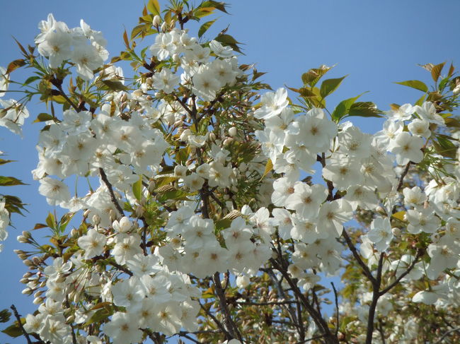 今年は仕事が忙しくて、ついに花見に行けずじまい。<br />仕方ないので、せめて近所の桜を見に行き、写真をとってきました。