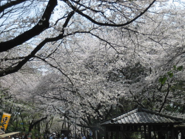 平日の朝、通勤電車の窓から見える桜が気になるこの季節、いよいよいよ今週末だと思い、日曜日にお花見に出かけることに。<br />満開の桜を求め、多摩川に架かる丸子橋を渡り、神奈川県から東京都内へ。<br />橋を渡ってからは、六郷用水路～桜坂～多摩川台公園を散策してきました。<br />ちょうど桜の咲き具合もよく、どこも人がたくさん。<br />多摩川台公園は、花見をやるにはもってこい場所で、いたるところで宴会が盛り上がっていました。<br />自分も持参したお弁当を広げ、十分、桜も食事も味わい、満足して帰路に就きました。