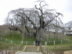 やっぱり早かった！三春の滝桜