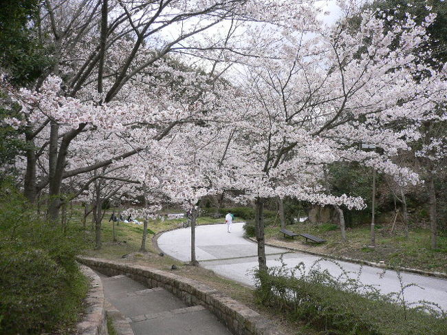 ユニバーシアドに作られた神戸市西区の総合運動公園は今桜、菜の花、アーモンドの花が満開です。<br />ここは市民の憩いの場ですが、オリックス、ヴェルデ神戸がここの野球場、球戯場からフランチャイズを離れたためちょっとさびしくなりました。
