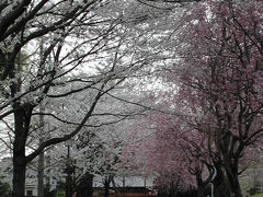 久喜市内の桜の名所・吉羽公園
