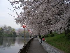 倉敷市酒津公園の桜