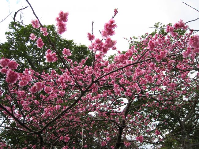 妻が桜を見に行きたいと急に言い出した。<br />○○○旅物語にいつでもいいからと申し込み・・・<br />沖縄は私にとっては特別の想いでが有る、３０数年前パスポートを始めて手にし（米国より返還以前）ゼミ旅行での数々の若き日の思いで・・・２年前の１１月に訪れたツアーで今度は桜が咲く頃に行きたいね・・・<br />　今帰仁城跡・名護城跡・八重岳と３箇所の桜の名所を訪ねました。<br />　