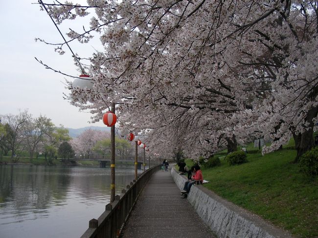 市民の憩いの場となっている倉敷市酒津公園を訪ねた。ソメイヨシノやヤエザクラなど500本の桜が配水池の堤に植えられていて桜のトンネルが見事である。高梁川に面して酒津配水池があり、堰から取水した用水を貯留・沈砂して6つの用水路に分けて農業用水として市内に流されていて、「全国疏水百選」の一つに認定されている。