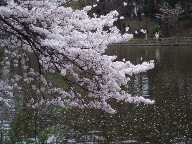 桜満開。<br />近所の石神井公園でお花見