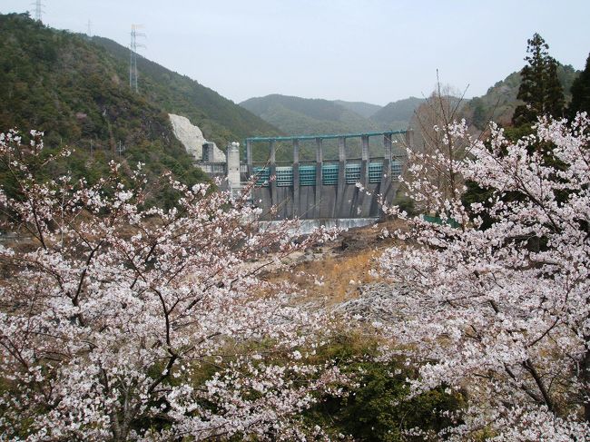 七色ダムと神川の桜です〜＾＾
