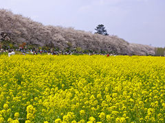 桜をみにいこう ～権現堂桜堤