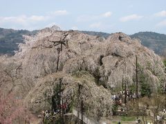 森の妖精を求めての浦山口～武州日野迄のハイキングその?清雲寺の枝垂桜とカタクリの花