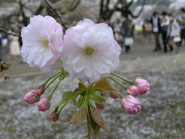 東京に生まれ育ち、お花見は、毎年しますが、<br />初めて、入場料を払い、お花見をしました。<br />この時期の新宿御苑も初めてです。<br />多くの人が集まる桜の名所の所以が、よ〜〜くわかりました。<br />多種類の桜が間近に見れて、感動しました。<br /><br />レジャーシートをひいてのお花見、<br />満開の桜・風の演出の桜吹雪を見つつ、<br />花より団子・・・贅沢なひと時でした。<br />