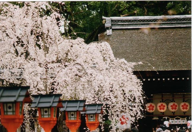 桜満開の京都で写真を撮りました。