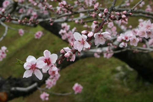 兄から1回分が残った青春18きっぷをもらったという母から、桃の花を見に行きたいから山梨へ連れて行ってほしいとの急な話が舞い込み、そろそろ見ごろを迎える甲斐路へと向かうことにした。<br />突然だったので、何の計画も立てず、新宿駅から『ホリデー快速ビューやまなし』に乗るということだけを決めて、8時半に新宿駅の南口で待ち合わせた。<br />新宿駅に着いてから、無理は承知でみどりの窓口で指定席があるかを尋ねたところ、なんとちょうど2席だけ残っていた。<br />そして、9時06分に新宿駅を出発。<br />高尾駅を過ぎると景色も変わり、いよいよ甲斐路へと入る。<br />車内は、指定席のデッキや通路まで立ち客が出るほどの混雑。<br />どうも、人が多いのは落ち着かず、甲府盆地に入った最初の駅、勝沼ぶどう郷駅で下車することにした。<br />桜が満開の駅前から、旧勝沼町の町民バスがちょうど出るところだったので、桃の名所のひとつ、釈迦堂遺跡博物館のほうへ行ってみることにした。<br /><br />※2021.04.08 2冊分の旅行記を再編集（文章の見直し）