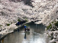 ［07］ 富山市内の桜とチンドンコンクール