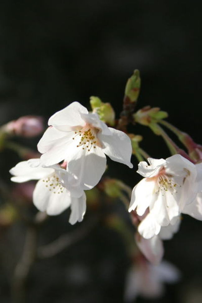 ’０７年４月５日、愛・地球博の旧会場近くにある いりが池公園にサクラを見に行ってきました。天気は快晴でしたが、風の冷たい日でした。公園内は春休みの子供達がザリガニ取りやカケッコをして元気に遊んでいました。