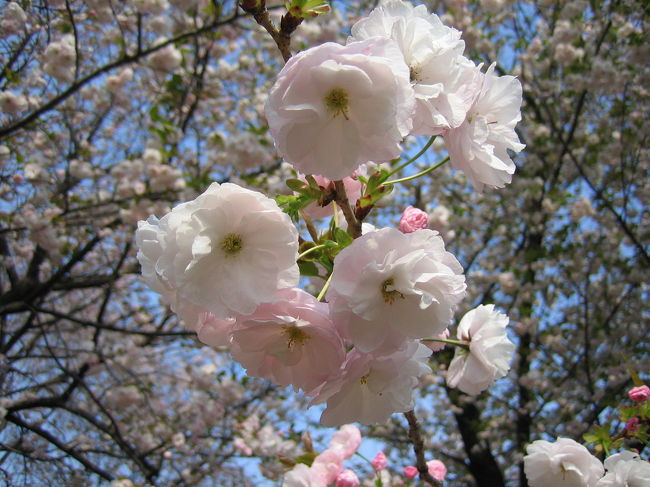 久しぶりの休日晴天で新宿御苑に桜を見に行きました。ソメイヨシノは既に8割ほど散って桜吹雪となってましたが、八重桜は満開でとても綺麗でした。まだ咲いてない種類の桜もありましたから来週も楽しめそうです。アルコール類持込禁止のはずですが、皆さん、ビール・ワインで宴会を楽しんでました。ビール飲みたかった！花より団子なんですかね？