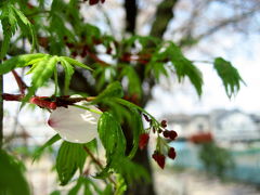 夢の終わりも美しく：散り始めた桜