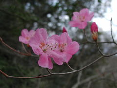 あずまや山山麓の山野草を楽しむ