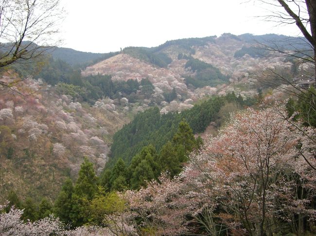 ☆桜の季節がやってきた☆<br />日本中がピンク色に染まるこの季節、日本人で良かったとつくづく思う。<br /><br />日本一の桜の名所・吉野山へ日帰りのバスツアー。<br />週末だったのでさすがにすごい人　車　観光バス<br />小雨が降る中、お弁当を持って歩き回る。<br /><br />山々には神が宿るとされていた大昔<br />吉野は神仙の住む理想郷として認識されていたらしい。<br />そして桜は御神木として崇められていた。<br /><br />吉野の桜はいわゆる「花見」のために整備された桜ではなく<br />山岳宗教と結びついた信仰の桜として、現在まで大切に保護されているとのこと。<br /><br />お花見の名所としか思ってなかったけど．．．<br /><br />そういう目線で見る吉野の桜はさらに美しい。