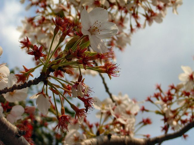 今年こそは、今年こそはと思いつつもここ数年まともなお花見ができていないなあ。<br /><br />なんか週末は天気が悪かったり・・<br />３月、４月は会社では一年で一番忙しい時期だったりして・・<br /><br />「今年も駄目かあ」と諦めムードでいたのだが、４月第１週末に東京出張で永田町に行くことになった。<br />これは・・もしかして・・千鳥ヶ淵でまだ桜が残っているのでは？！<br /><br />ということで４月７日（土）の完全出張便乗の正味１時間のお花見でした。