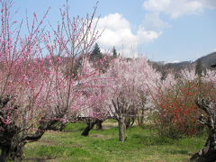 福島の桃源郷「花見山」