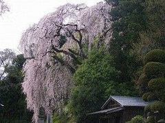 樹齢１５０年のしだれ桜