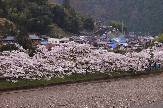 奈良県はずっと下のほうで、下北山村の池原ダムに下にある <br />下北山スポーツセンターへ桜の花見に行ってきました。 <br />人口密度の低い地域なので、場所取りに心配もなく、皆さん<br />マナーが大変良いので気持ちよく楽しめました。 <br />桜の木々の成長がちょうど絶頂期で花付きがよく公園内は<br />見事の一言です。ゆったりした芝生からは池に映る桜を見る<br />こともできます。 <br />また周辺の道沿いにも見事な桜並木が整備されていてすぐ上<br />にあるダムの堰堤から 見下ろす景色も絶景！！ <br />ここには立派な温泉や宿舎、キャンプ場、バンガローなどの<br />設備も完備され奈良と熊野の中間にあるため、ここを利用し<br />熊野古道への旅も可能です。 <br />