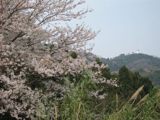 2007年4月8日（日）<br />柳井・上関大橋を渡って，瀬戸の海の中の上盛山を目指す。<br />右手に見える白い展望台が，目的の山頂。<br />立派な車道も通じているが，登山コースを歩いて登る。<br /><br />「かみさかりやま」らしいが，地元では，<br />「うえもりやま」とも呼ぶ。<br />　<br />ここまで，南に下ってくると植層が豊かで，<br />この時期は，それらが一斉に咲き競っていて，まさに春爛漫。<br /><br />シロバナタンポポ，スミレ，タチツボスミレ，オドリコソウ，ホトケノザ，サルトリイバラ，アケビ，キランソウ，タツナミソウ，キジムシロ...