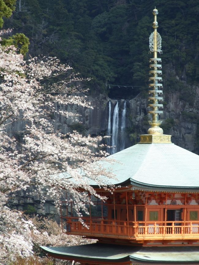 〜〜桜の季節なので、どこか桜を見に行こうと思い、嫁ともども行った事の無い吉野山へ行くことにしました。最初は日帰りで行こうかと思ってたのですが、どうせ行くなら、熊野三山や熊野古道も併せて見てみたくなり、思い切って２泊３日の旅行にしました。<br />先日伊勢神宮に行って以来、日本の神社・寺院めぐりも何だかいいもんだなと思い、熊野三山巡り。世界遺産やし、行かなくてはならない気になってしまいました〜〜<br /><br />その２：勝浦温泉＆熊野三山編<br /><br />１．熊野三山の一つ、熊野速玉大社を参拝。<br /><br />２．今日の宿泊地、勝浦温泉へ。湯巡りを２軒ほど＆まぐろ尽くしに舌鼓。<br /><br />３．次の日は那智山、熊野三山の一つ、熊野那智大社へ。那智の滝は本当に美しかった。青岸渡寺と大社も美しい。ここはホント雰囲気最高です。<br /><br />４．妙法山　阿弥陀寺に寄り道。<br /><br />５．熊野本宮大社を目指して、車で大雲取越、小口へ抜ける。無論、熊野古道とは違う県道で抜けるのですが、いやーひどい道でしたよホント。ガードレールもなく道幅は車一台がやっと。しかも山道。。。初めてですよ、運転していて車酔いしたの（笑）。しっかしホントこの道辛かった。。。那智大社から本宮大社へ向かう場合は、間違いなく、一旦海沿いの国道に出て、新宮から熊野川を国道でさかのぼるのをオススメします。<br /><br />６．苦しみの果てに、何とか熊野本宮大社に着。おそばで遅い昼飯。これでやっと元気回復し、お参りできました。<br /><br />この後、奈良吉野山の近く、洞川温泉（今日の宿泊地）へ向かいます。続きは、洞川温泉＆吉野山編　へ。。。