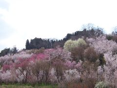 福島の春 花見山・飯坂温泉