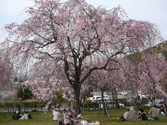 枝垂れ桜まつり