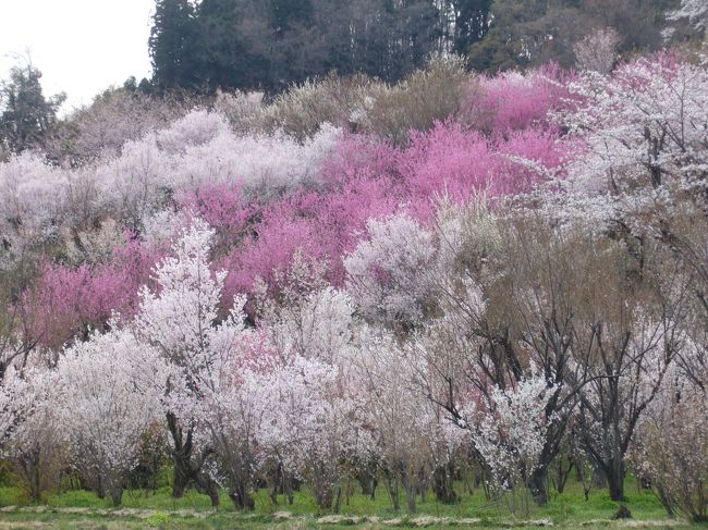 花見山公園は花卉農家の阿部さんの農園を、一般市民向けに解放している花の見所です。<br />毎年４月中旬には桜だけでなく、いろいろな花が美しい姿を見せてくれます。