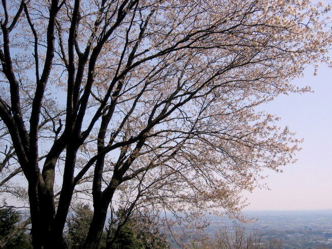 <br />市井の桜が満開となり、春の突風に桜吹雪となって舗道に舞い散るころ、ようやく山麓や森で、春らしい彩りが見られるようになります。<br />冬のあいだ葉を落としていた木々に、薄緑色の幼葉がくしゅっと丸まって葉を付けている様子が、森のところどころで観察できます。<br />森の芽吹きは徐々に高度を上げていき、山が新緑に萌えるまであと一ヶ月、森林限界近いところでは、それからもうひと月はかかるでしょう。<br /><br /><br />山肌の合間にぽつんぽつんと顔を見せるヤマザクラは、赤い葉と同時に花を開き、その明るさで山に春を告げています。<br />丹沢の麓、七沢温泉から桜並木の林道を上がり、日向薬師、日向川へとたどってみました。<br /><br />日向薬師から日向山へ登ると、山頂では大きなヤマザクラが満開でした。<br />日向側沿いにある寺の枝垂桜は、川にその優雅な姿を映すかのように垂れて咲き、畑はつかの間お花畑となって春を歌う、目に心に優しい春の風景が広がる山里です。