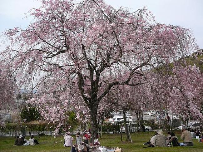 東谷山フルーツパーク「しだれ桜まつり」4月6日(金）〜17日（火）まで<br />枝垂れ桜1000本が園内いっぱいに咲き乱れています。<br />ここはフルーツが新鮮で安く、おまけに「カットフルーツ・ソフトクリーム」など食べれます。