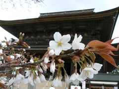 ７．吉野桜　見頃を迎えた一目千本　金峯山寺　吉水神社