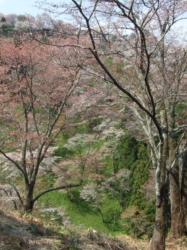 熊野三山巡り＆吉野山桜巡り。その３：洞川温泉＆吉野山編