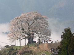 醍醐桜を訪ねて