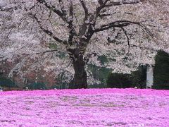 芝桜の庭　館林　野鳥の森フラワーガーデン　ー?