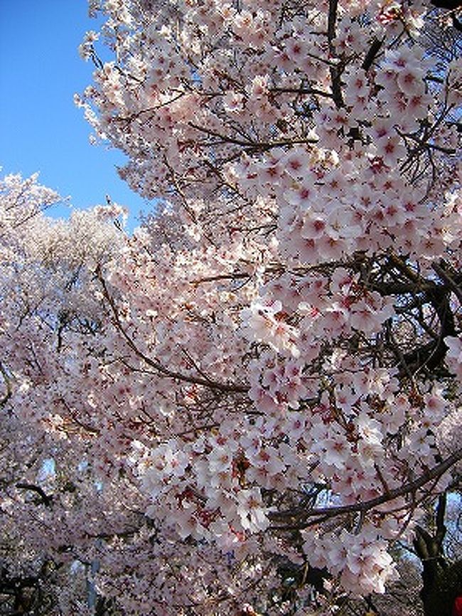 南信州の桜の名所、高遠城址公園に桜を見に行って来ました。<br /><br />高遠城は、今年のNHK大河ドラマ「風林火山」の主人公である、山本勘助が築城した城だそうです。<br />ここが桜の名所となったのは、1871年（明治4年）廃藩置県となった後、旧藩士達が桜の馬場から桜を移植して、城址公園となってから。<br />タカトオコヒガンザクラは、明治8年頃から植えられ始め、現在では、樹齢130年を越える老木を含めて、約1500本にもなるそうです。ソメイヨシノと比べ、花はやや小ぶりで、赤みを帯びています。<br /><br />東京と比べると、約2週間程遅れて見頃を迎えるので、今年は2回もお花見を楽しむことができました♪<br /><br />