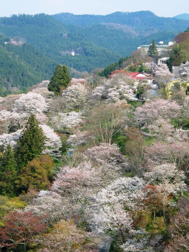 ■　吉野山の千本桜が満開の中、世界遺産に指定された数々の社寺を訪れました。<br />ハイキングは、下の千本、中の千本、上の千本、奥の千本を往復する約15km、5時間30分の行程でした。<br />上の千本では、眼下に蔵王堂とその門前町や満開のさくらで桃色に染まる山々を堪能することができました。<br /><br />■奥の千本の西行庵を訪れました。<br /><br />西行法師の詩に<br /><br />”　とくとくと　落つる岩間の　苔清水<br />　　　　　　汲みほすまでも　なきすみかかな　”<br /><br />この歌に詠まれた苔清水では、いまなおとくとくと清水が湧き出ています。<br />俳人松尾芭蕉も西行の歌心を慕って二度にわたり吉野を訪れ、この地で<br /><br />”　露とくとく試みに浮世すすがばや　”<br /><br />と詠んでいます。<br /><br />