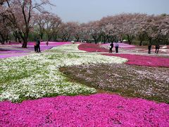 芝桜の庭　館林　野鳥の森フラワーガーデン　ー?