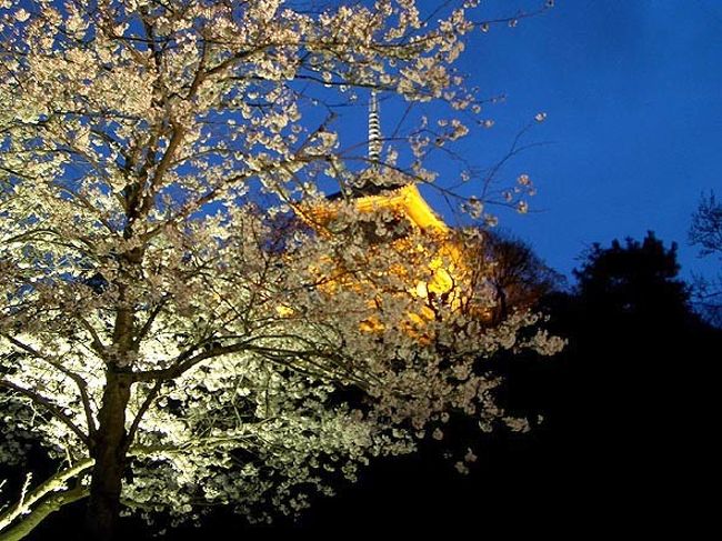 古都京都を思わせる雅（みやび）な夜桜を楽しんできました。<br /><br />広大な庭園内には数々の歴史的建造物のほか山や小川のせせらぎ<br />など自然も豊富です。<br /><br />ソメイヨシノやオオシマザクラなど約500本の桜と、旧燈明寺<br />（とうみょうじ）三重塔のライトアップが見事でした。<br />