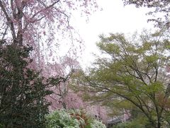 京都の桜　2007　その３　　原谷苑−桜のシャワー−、桜の平野神社