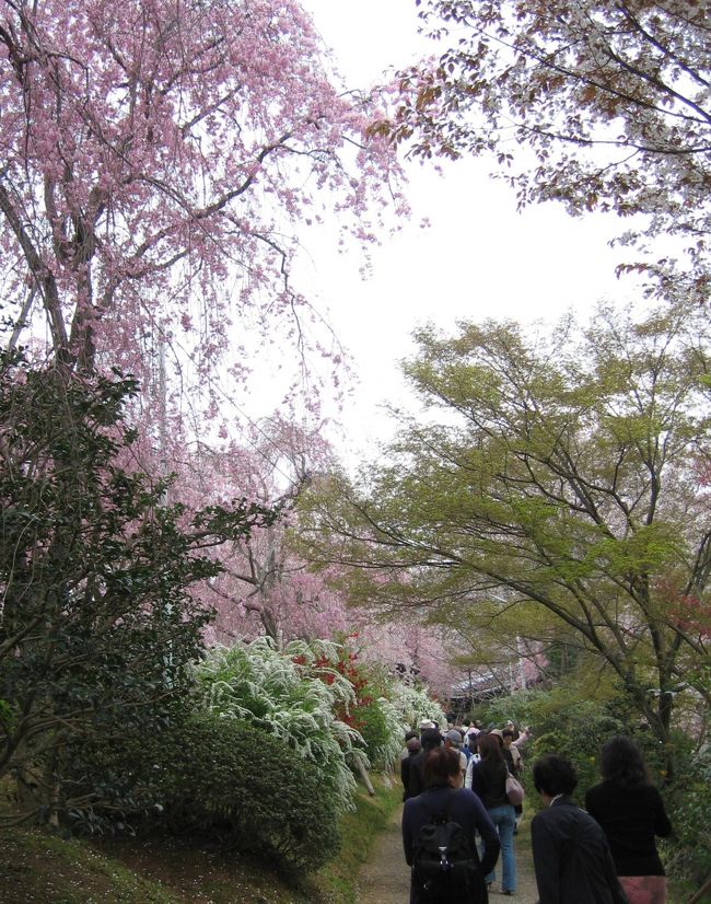 　金閣寺の南脇の小路を北へどり、急峻な坂道を登りつめたところ「京都市北区大北山原谷乾町」に、紅枝垂れの木々がひしめく桜の園があります。<br /><br />　４０００坪の敷地に１００本を超える紅枝垂れをはじめ、吉野桜、彼岸しだれが咲き乱れ、少し遅れて、黄桜、御室桜などが花を開きます。<br /><br />　樹齢５０年を超える桜の大木の足元には、ユキヤナギの白、ボケの紅白、吉野ツツジの赤紫、レンギョウの黄色などが色を沿え、いっせいに花をつける様はまさに百花繚乱…。<br /><br />　見ごろを迎えた苑内は、圧倒的な桜のボリュームでした。<br /><br /><br /><br /><br /><br /><br />