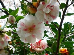 原チャでゴー第９弾−街中のオアシス半田山植物園にて桜を愛でる−